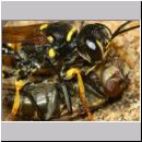 Mellinus arvensis - Kotwespe w54b mit Fliege - Sandgrube Niedringhaussee.jpg